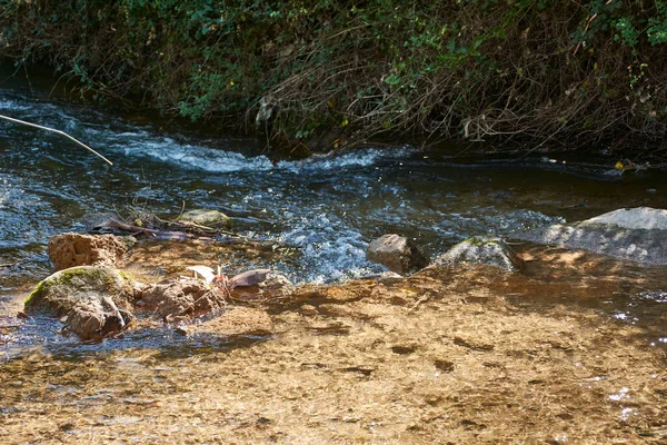 Berg Flod Med Lugna Och Transparenta Vatten Natur Vegetation Blommor — Stockfoto