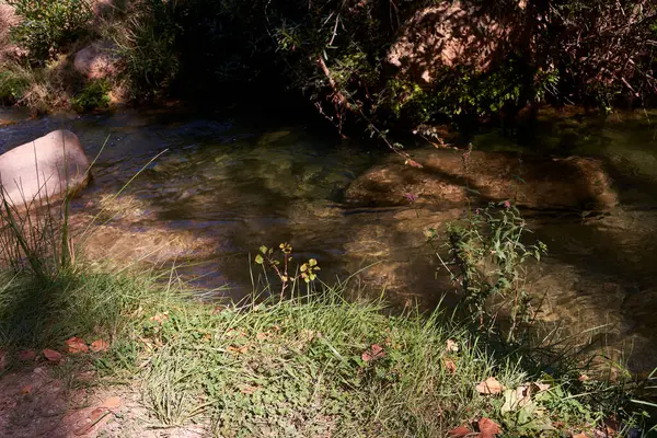 Fiume Montagna Con Acque Calme Trasparenti Natura Vegetazione Fiori — Foto Stock