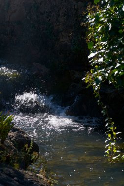 Bitkilerin arasında küçük bir dere, çam ağaçları, yeşil, güneşli bir gün
