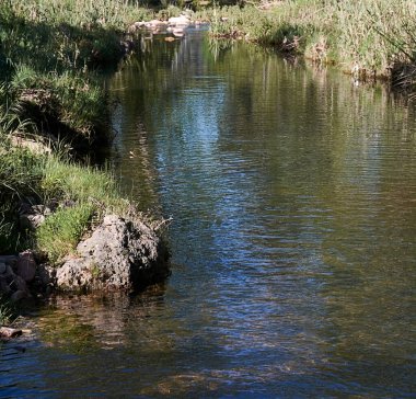 Bitkilerin arasında küçük bir dere, çam ağaçları, yeşil, güneşli bir gün