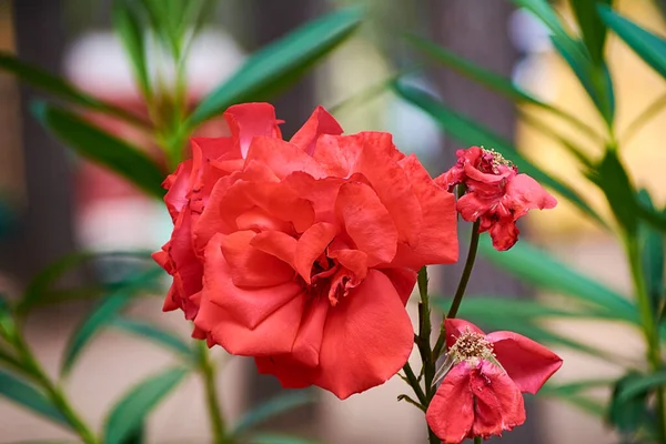 Solmuş Gül Çiçekli Kırmızı Gül Makro Fotoğraf Yaşam Ölüm — Stok fotoğraf