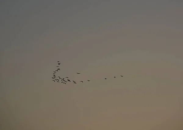 日の出 シルエット 黒と白のアヒルの群れ — ストック写真