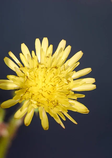 Části Žlutého Květu Píst Anténa Okvětní Lístky Detail Makro Fotografie — Stock fotografie