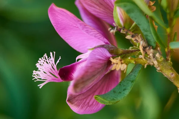 Pembe Bir Çiçeğin Parçaları Pistil Anten Taç Yaprakları Yakın Plan — Stok fotoğraf