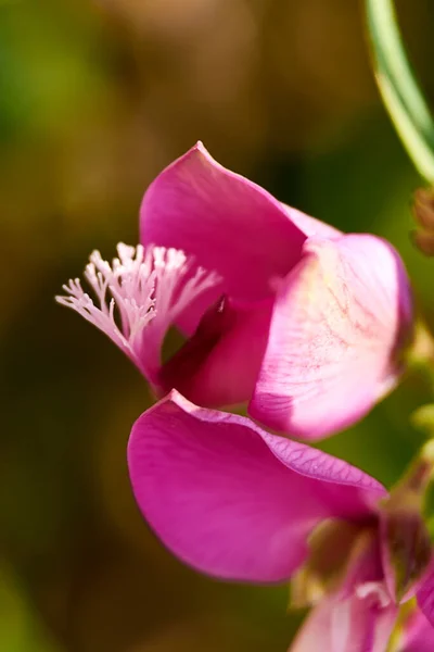 Pembe Bir Çiçeğin Parçaları Pistil Anten Taç Yaprakları Yakın Plan — Stok fotoğraf