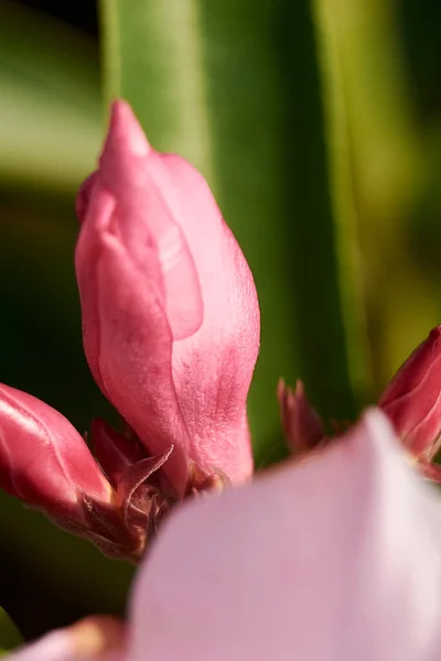 Pembe Bir Çiçeğin Parçaları Pistil Anten Taç Yaprakları Yakın Plan — Stok fotoğraf