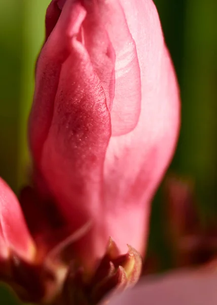 Pembe Bir Çiçeğin Parçaları Pistil Anten Taç Yaprakları Yakın Plan — Stok fotoğraf