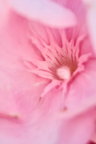 Teile Einer Rosa Blume Stempel Antenne Blütenblätter Nahaufnahme Makrofotografie — Stockfoto