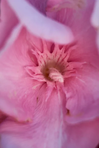 Parti Fiore Rosa Pistillo Antenna Petali Primo Piano Macrofotografia — Foto Stock