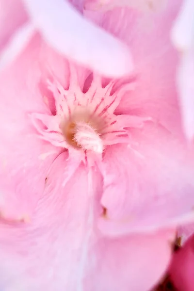 Pembe Bir Çiçeğin Parçaları Pistil Anten Taç Yaprakları Yakın Plan — Stok fotoğraf