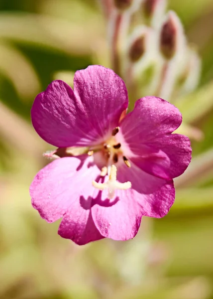 Μικρό Βιολετί Λουλούδι Στον Τομέα Μακροφωτογραφία Λεπτομέρειες — Φωτογραφία Αρχείου