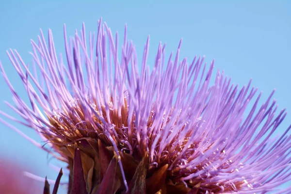 青いアザミの花 夏の日 マクロ写真 — ストック写真