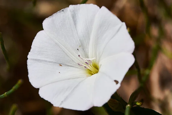 Beyaz Bir Çiçeğin Parçaları Pistil Anten Taç Yaprakları Yakın Plan — Stok fotoğraf