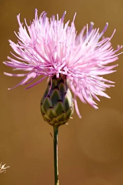 夏の日のピンクの花 マクロ写真 光の詳細 — ストック写真