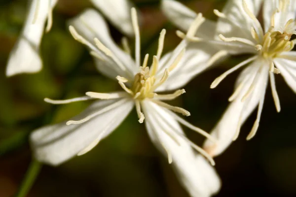 Tarlada Küçük Beyaz Çiçekler Makro Fotoğrafçılık Detaylar — Stok fotoğraf