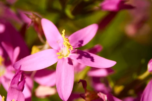 Tarladaki Küçük Menekşe Çiçeği Makro Fotoğraf Detaylar — Stok fotoğraf