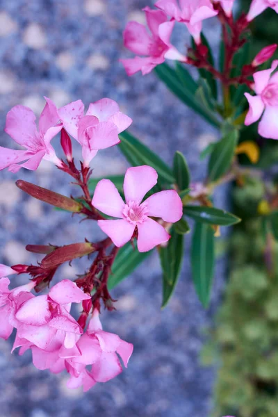 Küçük Menekşe Çiçekleri Makro Fotoğrafçılık Detaylar Işık — Stok fotoğraf