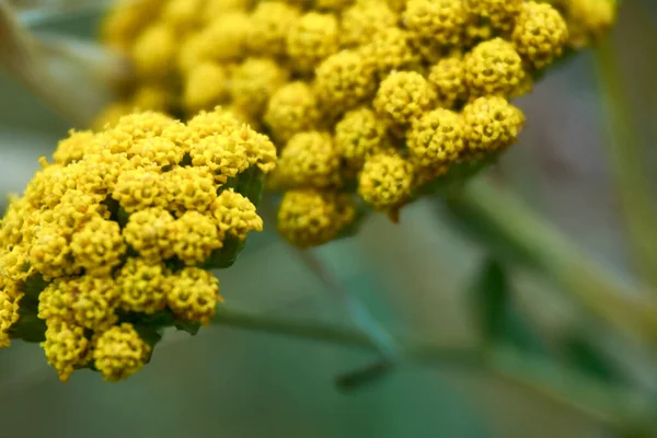 Conjunto Pequenas Flores Amarelas Macrofotografia Detalhes Luz Inseto — Fotografia de Stock