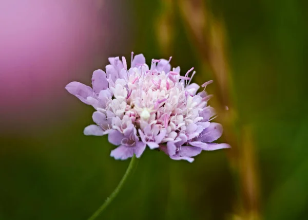 フィールド内の小さな紫色の花 マクロ写真 — ストック写真