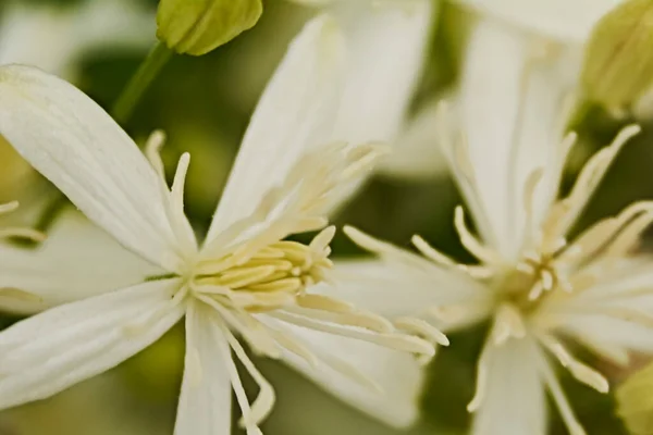 Tarlada Küçük Beyaz Çiçekler Makro Fotoğrafçılık Detaylar — Stok fotoğraf