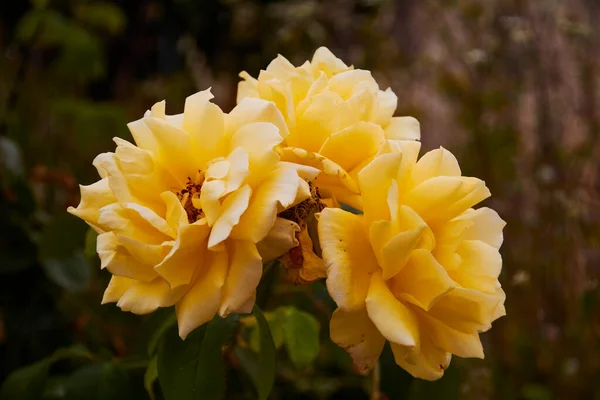 Rosas Amarelas Campo Macrofotografia Primavera Detalhes — Fotografia de Stock