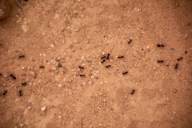 Toprak zeminde yol açan karıncalar, makro fotoğrafçılık, detaylar.