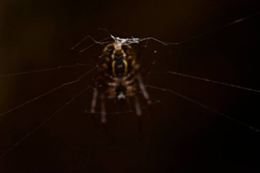Örümcek ağındaki örümcek ağı, makro fotoğraf, detaylar