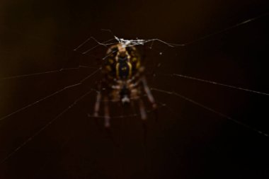Örümcek ağındaki örümcek ağı, makro fotoğraf, detaylar
