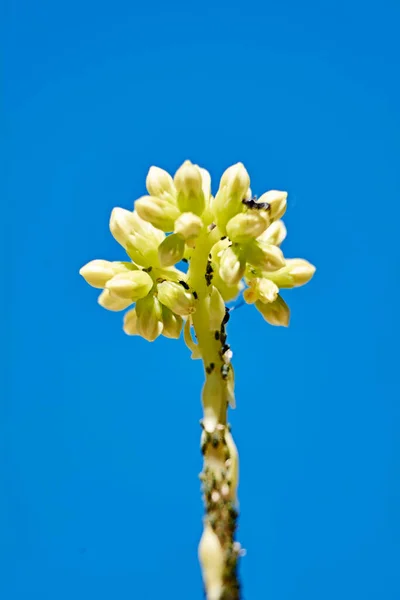 Pequenas Formigas Escalando Uma Flor Amarela Macrofotografia Detalhes — Fotografia de Stock