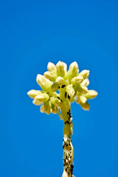 Pequenas Formigas Escalando Uma Flor Amarela Macrofotografia Detalhes — Fotografia de Stock