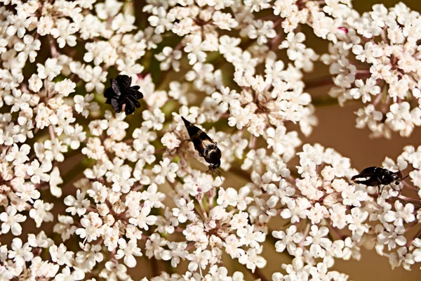 Insetos Comendo Pólen Flores Brancas Macrofotografia Detalhes Preto Vários — Fotografia de Stock