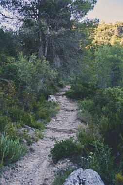 Ormanda dağ yolu, ahşap, taşlar, güneşli