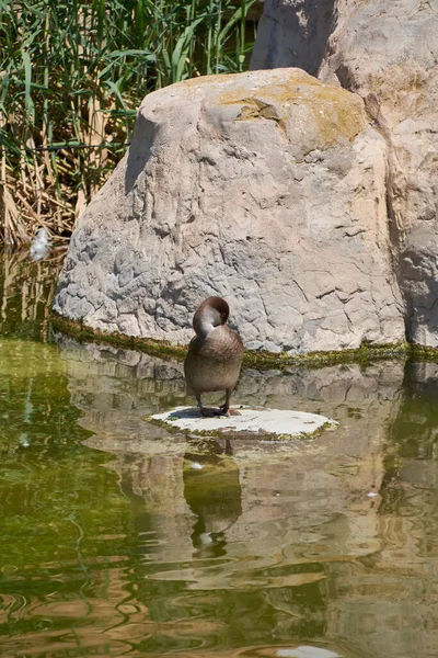 Eenden Zwemmen Een Meer Naast Een Steen Eenzaam Twee Stenen — Stockfoto