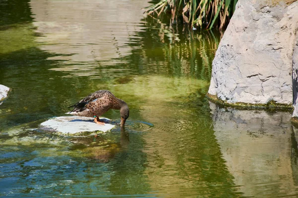 Eend Een Rots Drinkwater Kleine Rots Vegetatie — Stockfoto