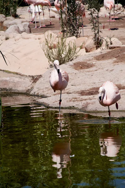 Gruppo Fenicotteri Sulla Riva Del Lago Uccelli Riposo Giornata Sole — Foto Stock