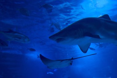 Okyanustaki kaplan köpekbalığı balıklarıyla çevrili, Derinlik, kum, kayalar, çeşitli hayvanlar