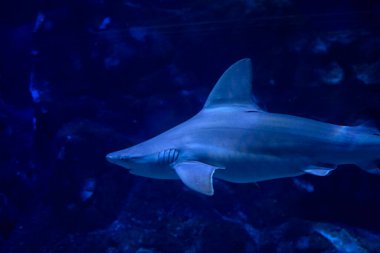 Okyanustaki kaplan köpekbalığı balıklarıyla çevrili, Derinlik, kum, kayalar, çeşitli hayvanlar