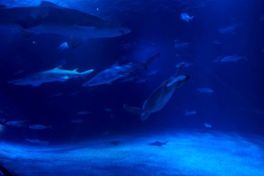 Okyanustaki bir grup deniz hayvanı, kaplumbağa, balık, köpekbalığı