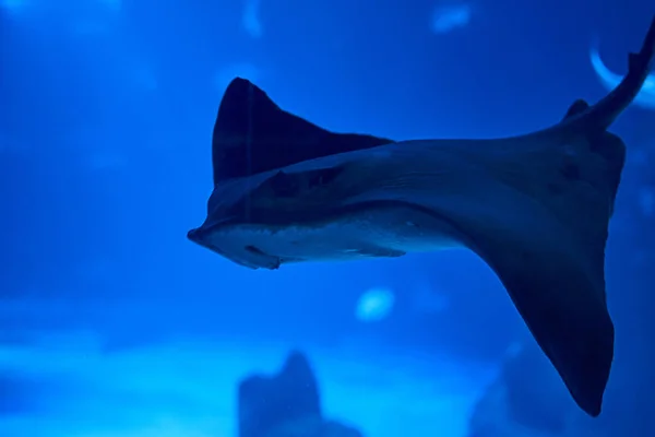 ビショップ魚の海で孤独な水泳 大きな — ストック写真