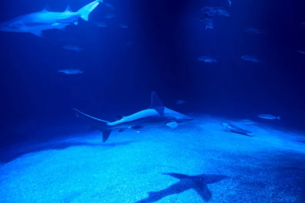 Tubarão Tigre Oceano Cercado Por Peixes Profundidade Areia Rochas Vários — Fotografia de Stock