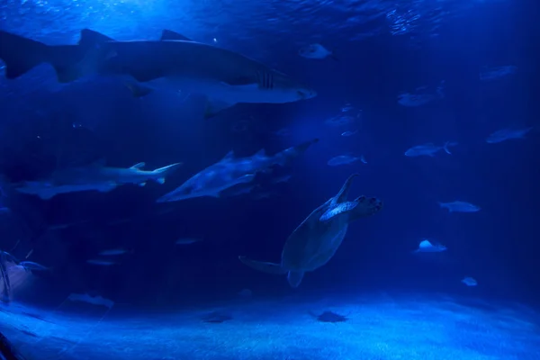 Grupo Animais Marinhos Oceano Tartaruga Peixe Tubarão — Fotografia de Stock