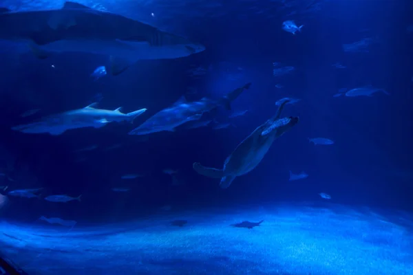 Groupe Animaux Marins Dans Océan Tortue Poisson Requin — Photo