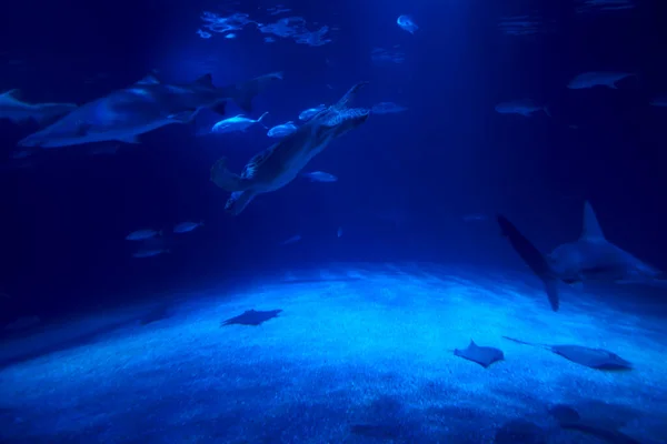 サメの海洋動物のグループ — ストック写真