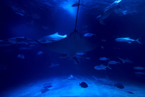 Requin Tigre Dans Océan Entouré Poissons Profondeur Sable Rochers Divers — Photo