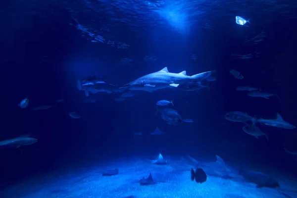 Requin Tigre Dans Océan Entouré Poissons Profondeur Sable Rochers Divers — Photo