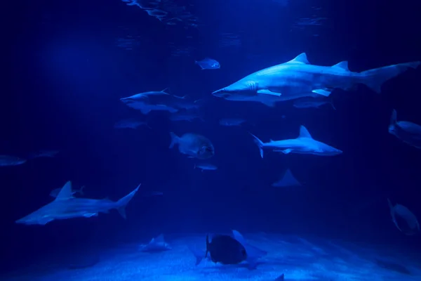 様々な動物に囲まれた海のタイガーサメ — ストック写真
