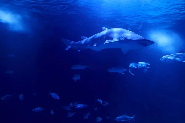Tijgerhaai Oceaan Omringd Door Vis Diepte Zand Rotsen Diverse Dieren — Stockfoto
