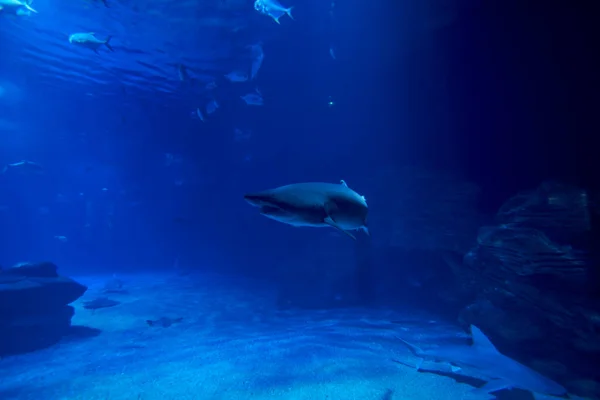 Tiburón Tigre Océano Rodeado Peces Profundidad Arena Rocas Varios Animales —  Fotos de Stock