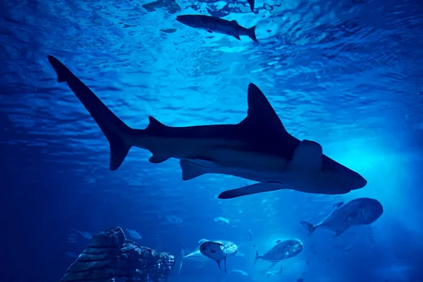 Grijze Haai Die Samen Oceaan Zwemt Schildpad Rotsen Vissen Zand — Stockfoto