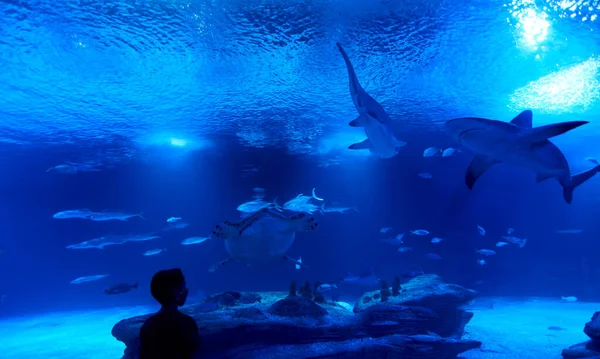 Boy Watching Shark Pesce Tartaruga Grande Oceano Rocce Blu Foto Stock